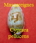 Cypraea pellucens Mascareignes